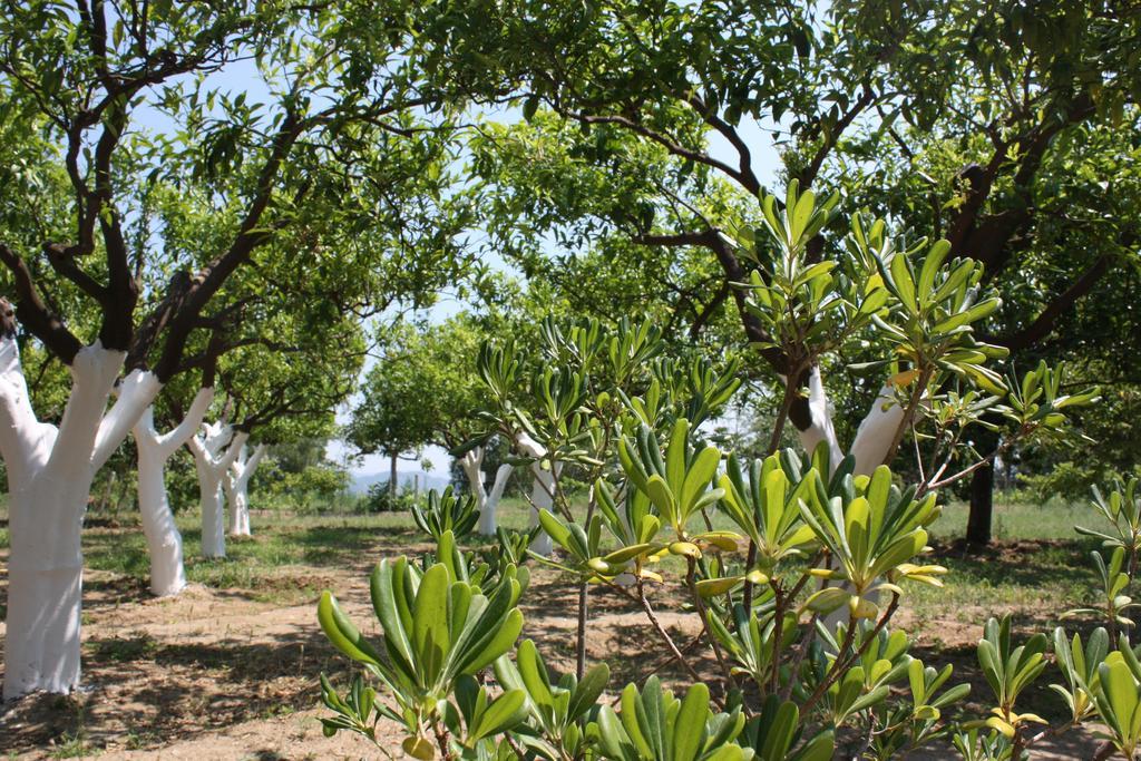 Azienda Agrituristica Biologica Il Querceto Santa Severina Bagian luar foto