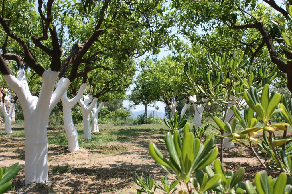 Azienda Agrituristica Biologica Il Querceto Santa Severina Bagian luar foto